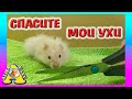 СТРИЖЕМ ХОМЯКА БУБУ И МИКИ / РАСПАКОВКА ПИСЕМ ДЛЯ ХОМКИ / Alisa Easy Pets