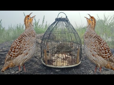 Jungle kumaru shikar video | grey francolin awaaz | gora teetar video | partridge calling teetar