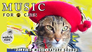 Daisy's Diary: #26 Music for Cats to Fall Asleep, Cat Music, Calming Cat Music & Nature Sounds, 4K
