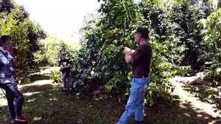 GoPro Video Tour Ninole Fruit Orchard with owner John Mood, Hamakua Coast Big Island Hawaii