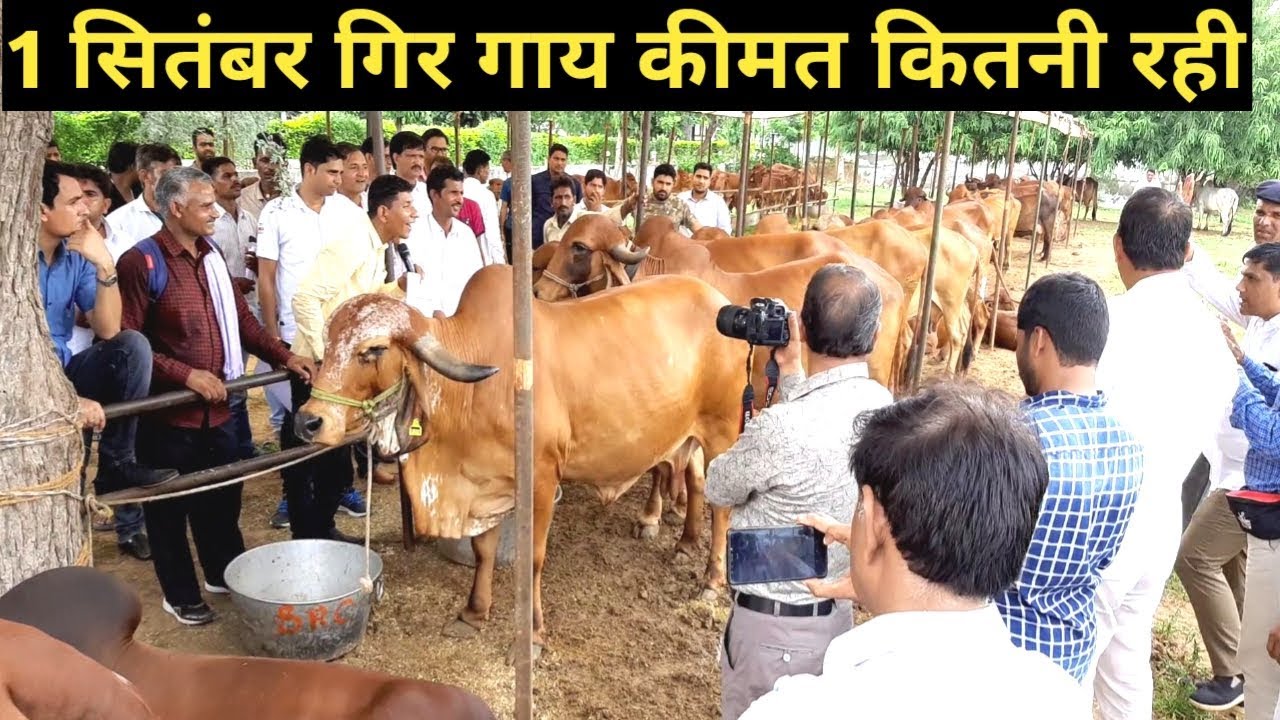 गिर गाय का डेयरी फार्म Gir Cow Milk 16 LiterPrice1,16000Gir Cow