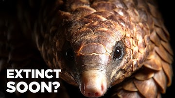 Pangolin Documentary: Shocking Facts About the World’s Most Trafficked Mammal