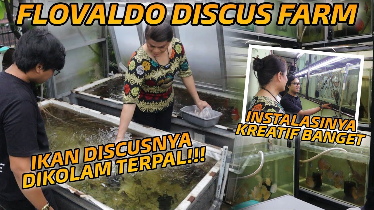 VISIT FLOVALDO DISCUS FARM!! INSTALASI KOLAMNYA KREATIF BANGET, BANYAK DAPET ILMU DISINI !!!