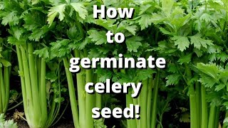 Easy and simple celery seed starting, germination guide. Proven method and used for years.