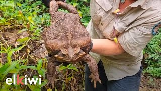 Toadzilla, el sapo gigante encontrado en Australia