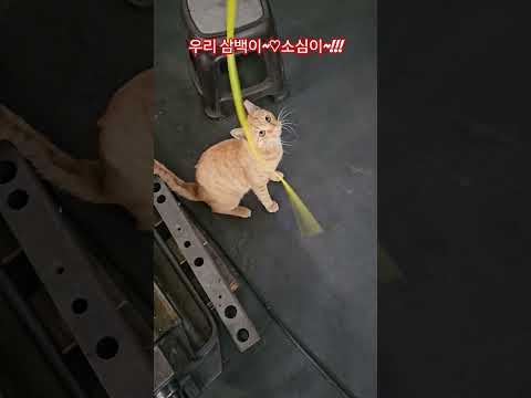 덕순이네 가족 #덕순 #삼형제집사 #휴일 #부산강서구