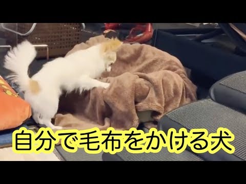自分で毛布を器用にかける子犬チワワ Youtube