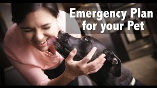 Emergency Plan for your Pet