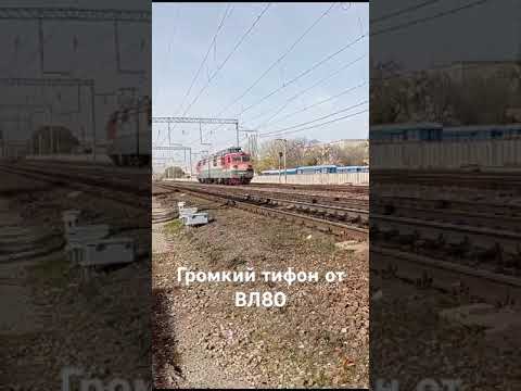 Писклявый тифон у