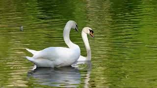 FOTO-POESIE + MUSIK Swans in love or... A little love song from swans