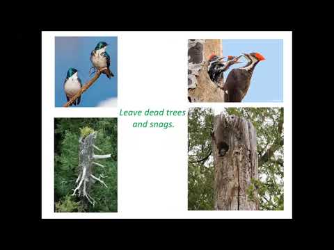 Wideo: Świerk „Nidiformis” (13 Zdjęć): Opis Odmiany świerka Pospolitego Nidiformis, Sadzenie I Pielęgnacja, Jego Zastosowanie W Projektowaniu Krajobrazu