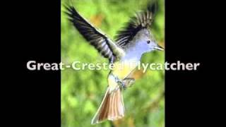 Bird Call Video