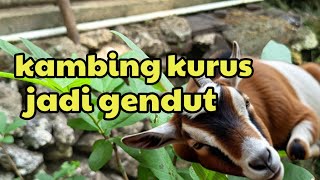 Kambing kurus jadi gemuk!! Kenapa gak dari dulu kasih pakan ini --#lonochanel