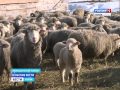 В Пензенской области начали возрождать цигайскую породу овец