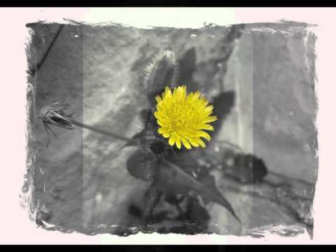 Pleq — Anna Rose Carter and Pleq - Sesom