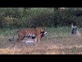 Tigress with a deer kill