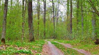 HEALING EFFECT OF SINGING BIRDS in the spring forest and the sounds of nature for relaxation