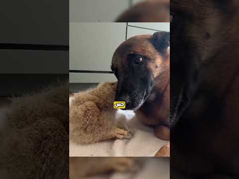 بيربي كائن من فيلم هاري بوتر