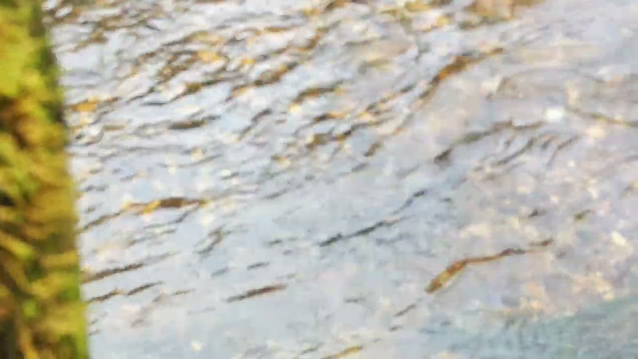 La Freza del Salmon Atlántico en el Río Narcea en Asturias Paraíso Natural en Diciembre de 2025
