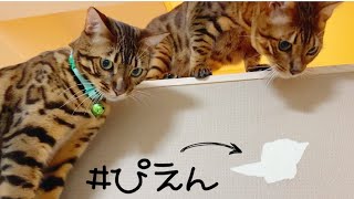 【悲報】ついに猫に壁紙やられました…