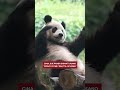 Cina, due panda giganti usano un tronco come "gratta-schiena"