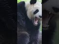 Cina, due panda giganti usano un tronco come "gratta-schiena"