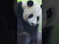 Cina, due panda giganti usano un tronco come "gratta-schiena"