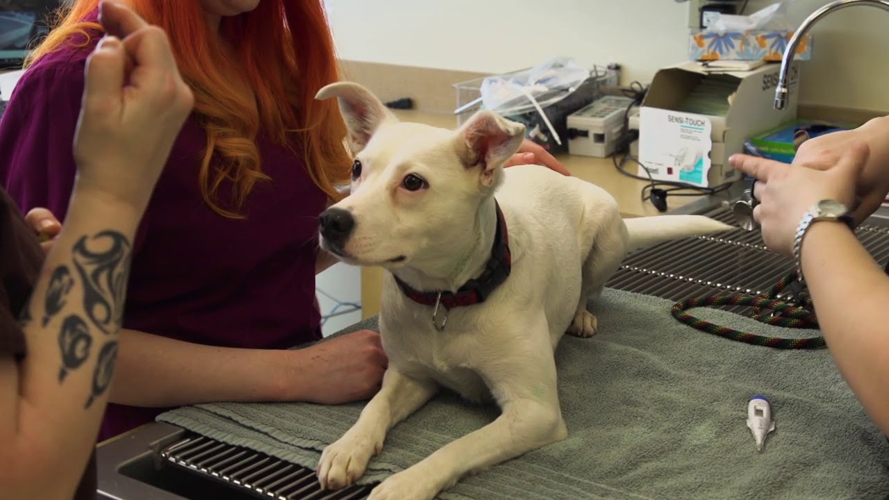 Animal Emergency Hospital of Redmond, WA 98052 YouTube