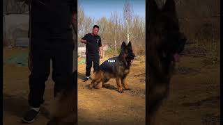 9 Truths About German Shepherds Most Owners Miss