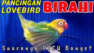 Pancingan Suara Lovebird Betina Birahi Picu Lb Betina Birahi Bunyi \u0026 Lb Jantan Birahi