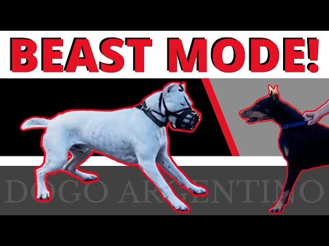 Video: Răpirea neînțeleasă și tare Dogo Argentino Dog