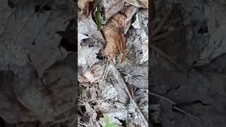 cool spider 🕷️