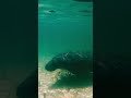 Old man and the sea