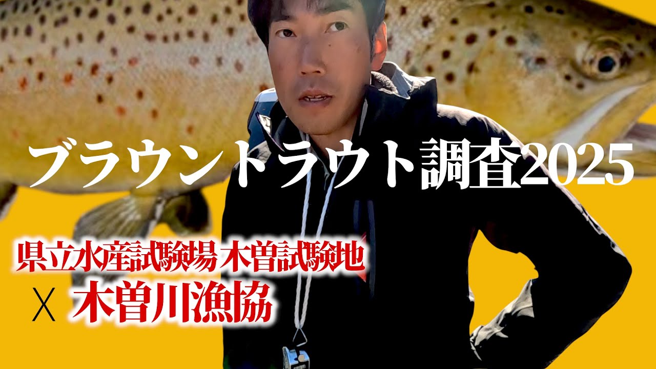 【 侵略的外来種 】木曽川漁協に発生した1000匹以上のブラウントラウトのその後 【 木曽川漁協タイムズ vol.23】