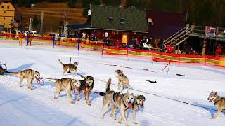 Psie záprahy / Dogs sledging ,  Ski Telgart ,  Slovakia 18.1.2020