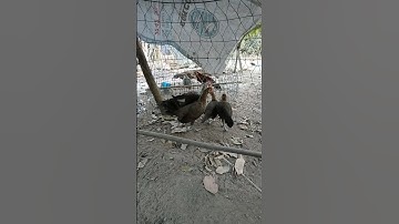 chuối tơ phục vụ ae đam mê🐓 #thứcgàrừng86 #gàrừngrặc #gàrừngtaitrắng