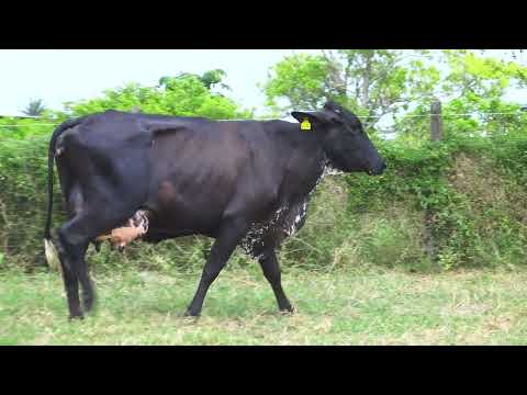 LOTE 14 604