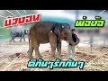 บัวบานโยนวินญาณสัปปะรดใส่พ่อเสือ‼️,elephant