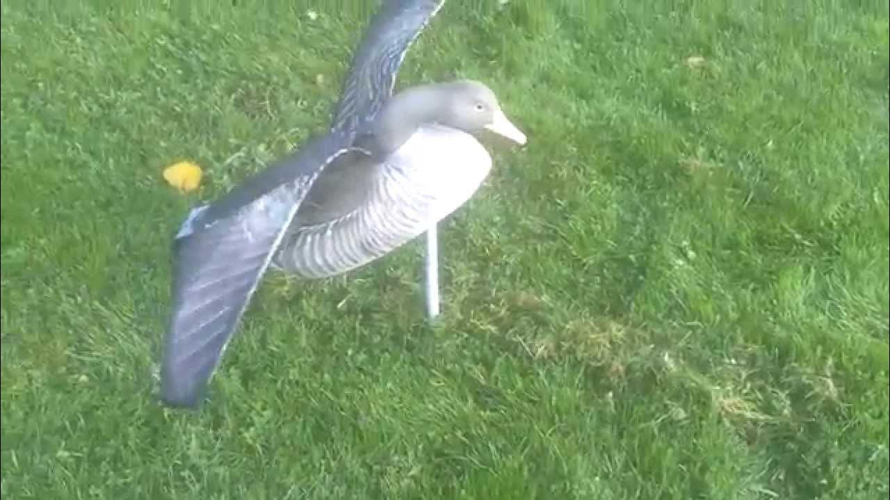 Grågås lokkegås aktiv flapper decoy flapping goose gees goose huntin