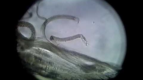 Skeletal Muscle Cell Contraction 1 1