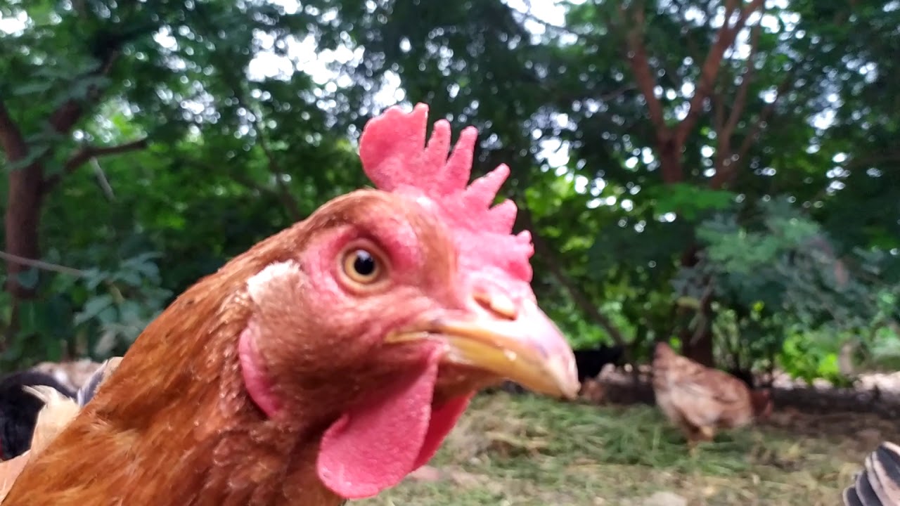 galinha poedeira embrapa 051 |  ONDE COMPRAR