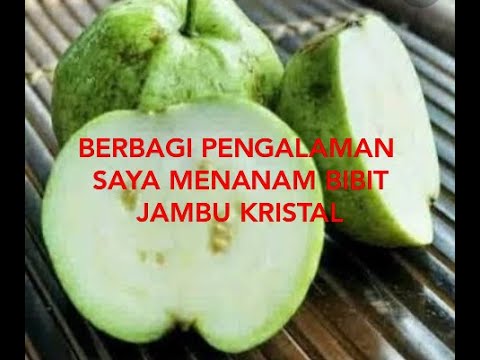 CARA MENYEMIH BIJI JAMBU KRISTAL|2020 - YouTube