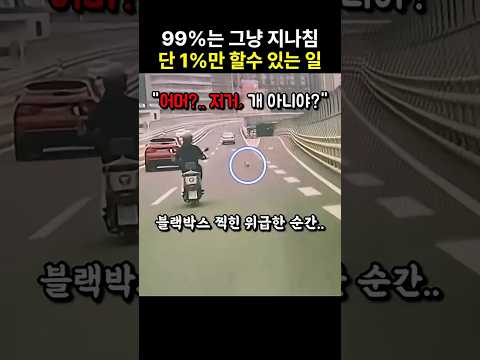 위험한 도로 위에서 버림받은 노견.. 따뜻한 손길을 내밀자 보인 행동 thumbnail