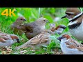 Cat TV Birds 🐦 Relax My Cat🐱 Killdeers, Sparrows, Pigeons, and Ducks(4K UHD)
