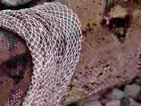 snake shed skin some more - YouTube