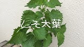 家庭菜園 大葉 シソ プランター栽培 Youtube