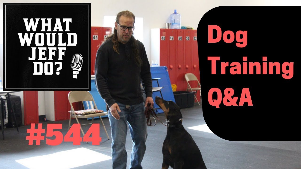 dog trainer in delhi Getting a dog to swim | Stop Dog Barking | What Would Jeff Do? Dog Training Q & A #544