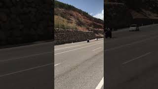 Live To Ride-Fazer S2