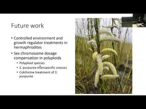 Brennan Hyden: Exploring the pathways and mechanism of sex determination in willow (Salix)