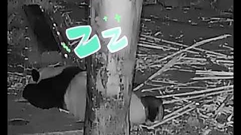 Have you heard panda snoring? If not, come to hear it 👂